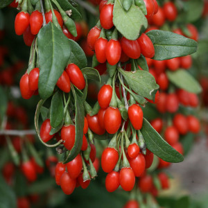 goji-berry