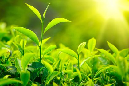 green-tea-leaves